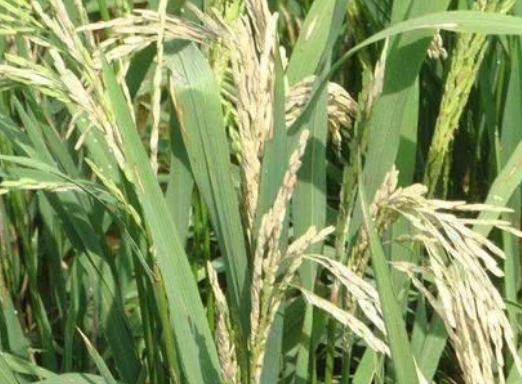 水稻穗頸瘟&ldquo;只能預防，不能治&rdquo;，肥量高、株密發(fā)生風險高
