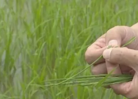 水稻病蟲害來襲 江夏打響萬畝稻田&ldquo;保衛(wèi)戰(zhàn)&rdquo;