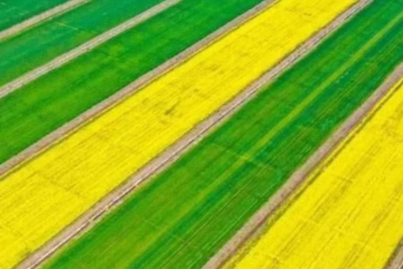 稻谷種植知識(shí)，熟知各類抗蟲藥的特點(diǎn)，做好針對性投放